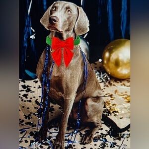 Maca Bates Christmas Red Green Dog Collar with Bow Tie NWOT